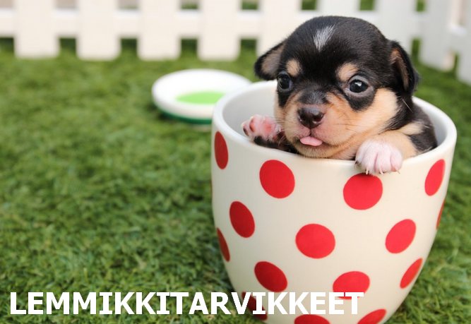 lemmikkitarvikkeet netistä
